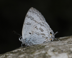 Hypolycaena kina