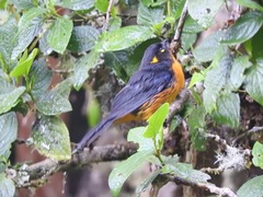 Anisognathus lacrymosus