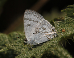 Hypolycaena kina