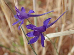 Delphinium consolida