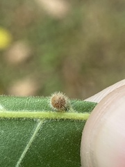 Caryomyia cilidolium