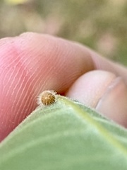 Caryomyia cilidolium
