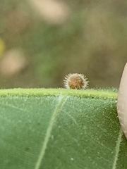 Caryomyia cilidolium