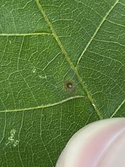 Caryomyia cilidolium