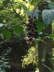 Phytolacca americana