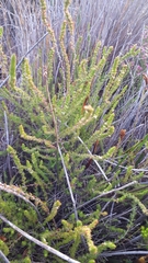 Cliffortia subsetacea