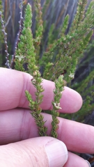 Cliffortia subsetacea