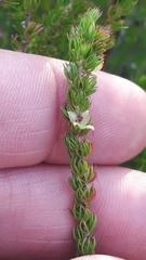 Cliffortia subsetacea