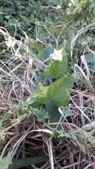 Convolvulus hermanniae