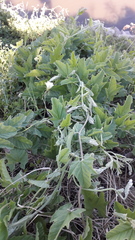 Convolvulus hermanniae