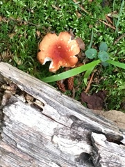 Russula
