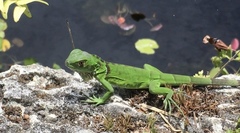 Iguana iguana