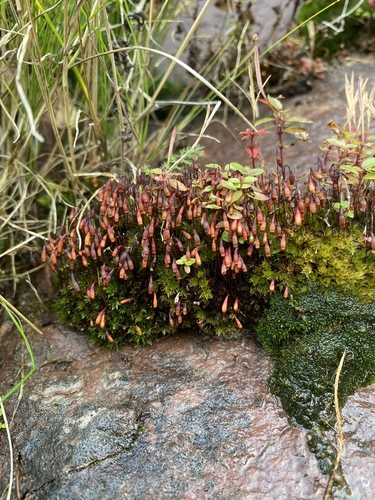 bryum moss (Bryum uliginosum)