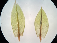 Ptychostomum cernuum