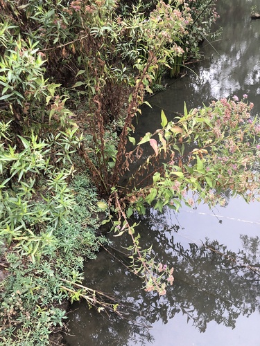 iNaturalist observation photo of marsh fleabane