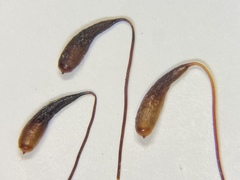 Ptychostomum cernuum