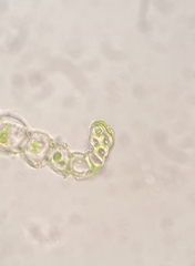 Ptychostomum cernuum