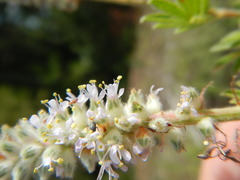 Dalea villosa grisea