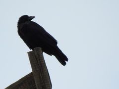 Corvus corone corone