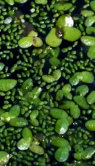 Wolffia brasiliensis