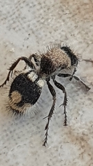 Ronisia