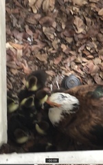 Cairina moschata domestica
