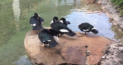 Cairina moschata domestica
