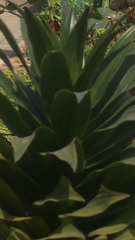 Agave attenuata