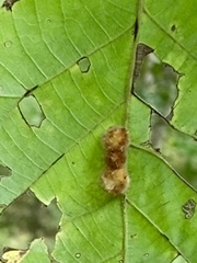 Caryomyia conoidea
