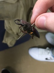 Lucanus