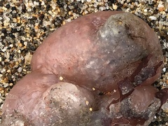 Holozoidae