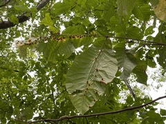 Caryomyia conoidea