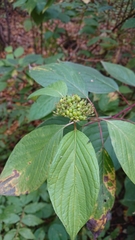 Cornus alba
