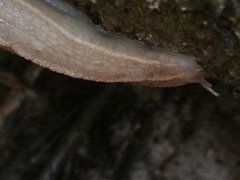 Chlamydephorus sexangulus