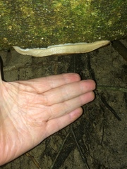 Chlamydephorus sexangulus