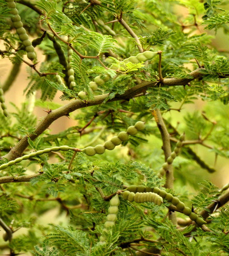 Image of Vachellia macracantha by no rights reserved