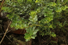 Ilex kunthiana