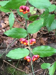 Euonymus americanus