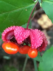 Euonymus americanus