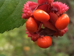 Euonymus americanus