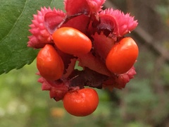 Euonymus americanus
