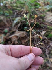 Clintonia borealis