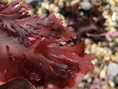 Callophyllis flabellulata