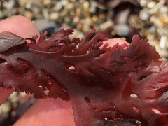 Callophyllis flabellulata