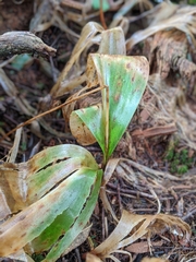 Clintonia borealis