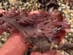 Callophyllis flabellulata