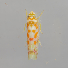 Dikrella maculata