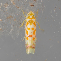 Dikrella maculata