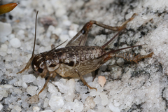 Cophogryllus