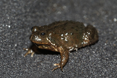 Poyntonia paludicola